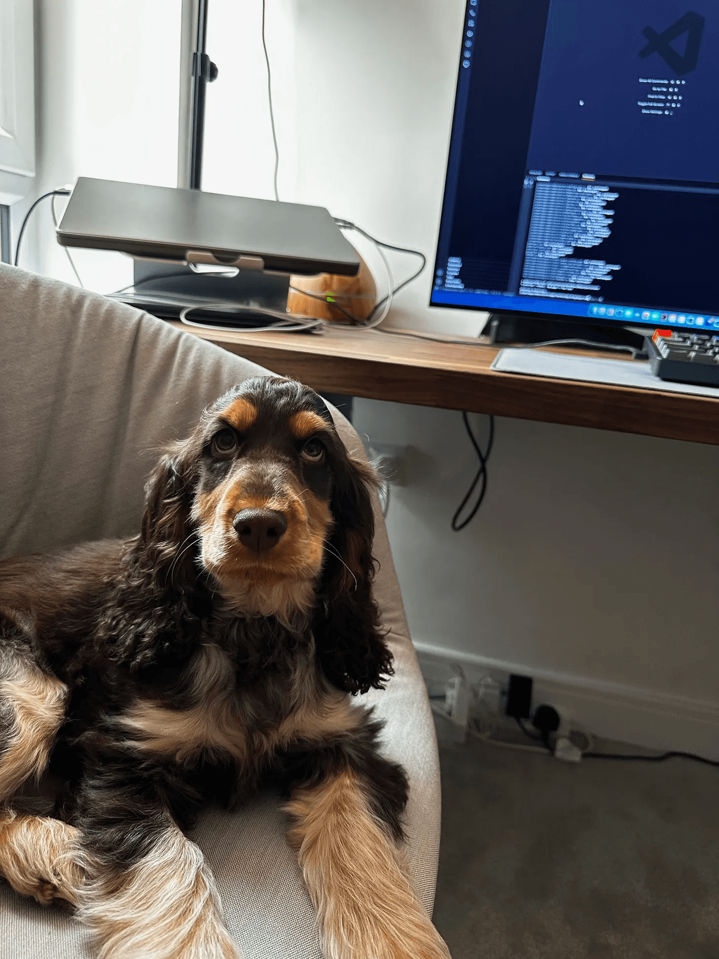 dog